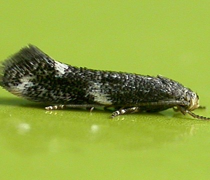 Adult, reared from larva &bull; Gait Barrows, Lancashire &bull; &copy; Ben Smart