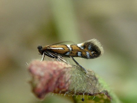 Phyllonorycter nigrescentella