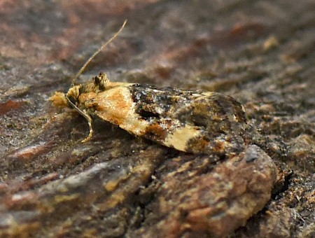 Phtheochroa schreibersiana