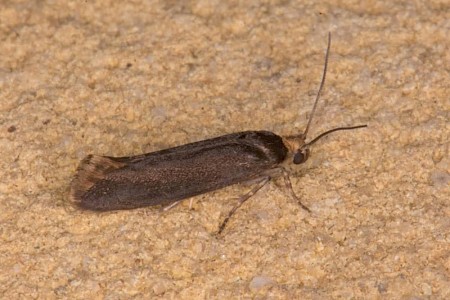 Dark Ash Bud Moth Prays ruficeps