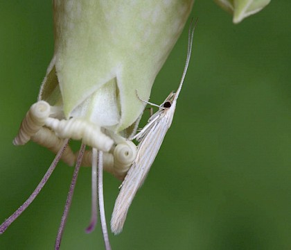 Adult &bull; Weeting, Norfolk. Reared from larva &bull; &copy; Ian Barton