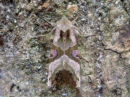 Angle Shades Phlogophora meticulosa