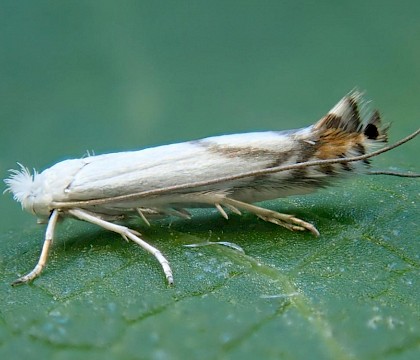 Adult, reared from mine on Prunus spinosa &bull; Isle of Wight, Hampshire &bull; &copy; Phil Barden