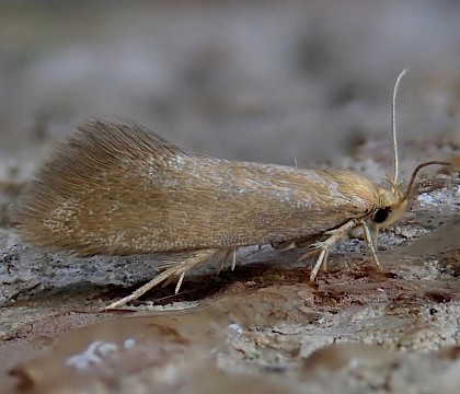 Adult (gen. det) &bull; Wye Valley, Monmouthshire &bull; &copy; Phil Barden