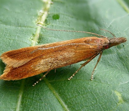 Adult &bull; Wye Valley, Monmouthshire &bull; &copy; Phil Barden
