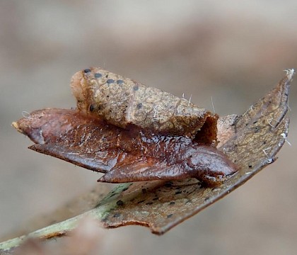 Larval case on Crataegus &bull; West Devon &bull; &copy; Phil Barden
