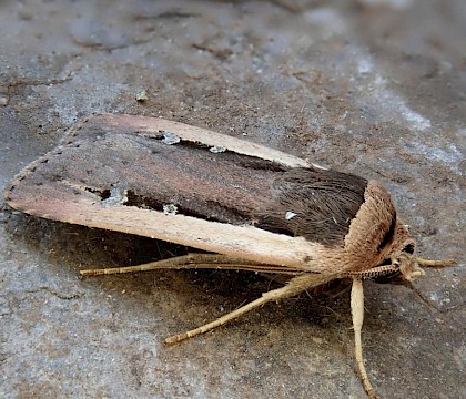 Adult &bull; Noss Mayo, South Devon &bull; &copy; Phil Barden