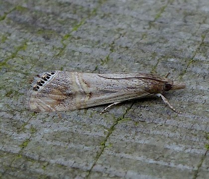 Adult &bull; Devon &bull; &copy; Graham Davey