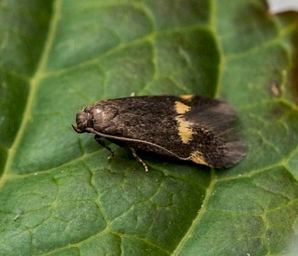 Adult &bull; Margate, Kent &bull; &copy; Alan Meek