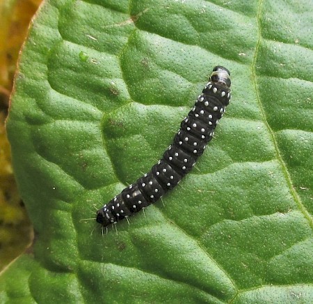 Timothy Tortrix Aphelia paleana