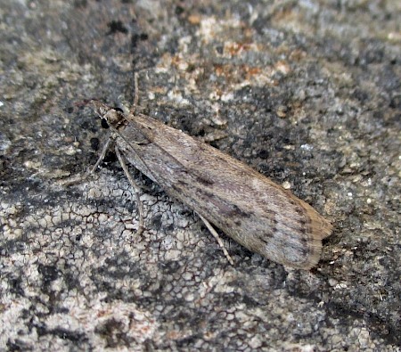 Eudonia alpina