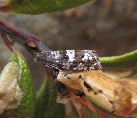 Epinotia nemorivaga