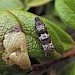 Adult, reared from larva on bearberry • East Ross, Scotland • © Nigel Richards