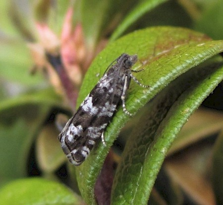 Epinotia nemorivaga