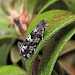 Adult, reared from larva on bearberry • East Ross, Scotland • © Nigel Richards