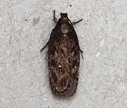 Adult &bull; Dordogne, France &bull; &copy; Julian Francis