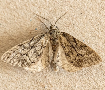 Adult &bull; Dordogne, France &bull; &copy; Julian Francis