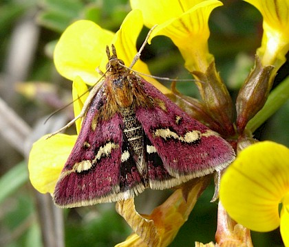 Adult &bull; Isle of Wight &bull; &copy; Phil Barden
