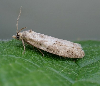 Adult male. Gen. det. • Noss Mayo, Devon • © Phil Barden