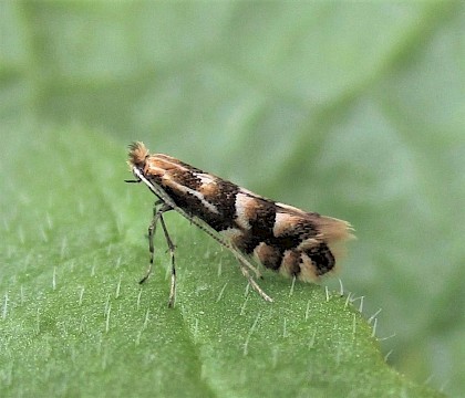 Adult, reared from mine on Salix • East Ross, Scotland • © Nigel Richards