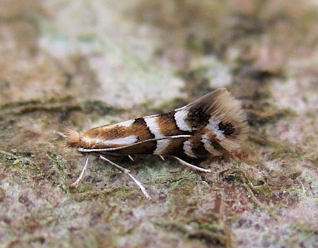 Phyllonorycter hilarella