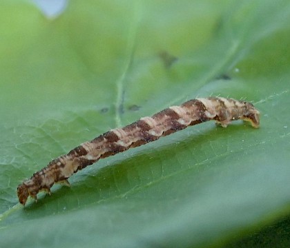 Larva • © Brian Hancock