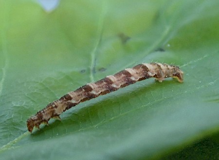 Brindled Pug Eupithecia abbreviata