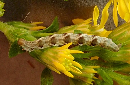 Golden-rod Pug Eupithecia virgaureata