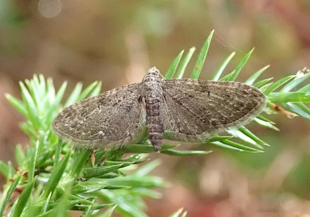 Juniper Pug Eupithecia pusillata