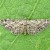  Maple Pug Eupithecia inturbata 