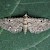  Pimpinel Pug Eupithecia pimpinellata 