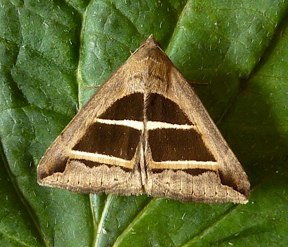 Adult • Chippenham Fen, Cambridgeshire • © Trevor Brownsell