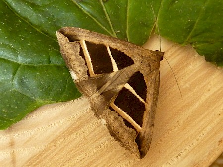 Parallel Lines Grammodes bifasciata