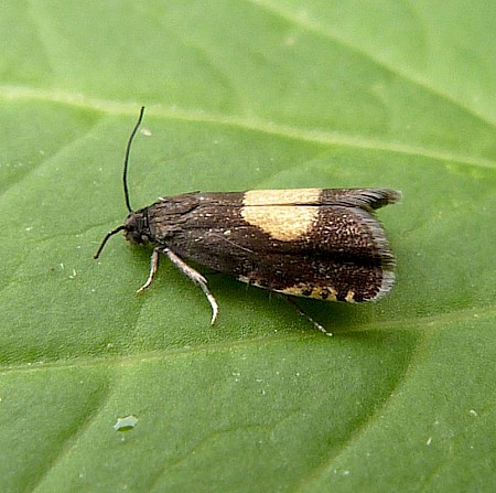 Pammene trauniana