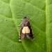 Adult • Claybrooke Magna, Leicestershire • © Graham Calow