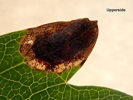 Stigmella paradoxa