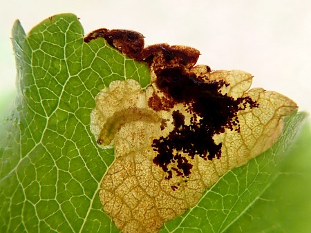 Bohemannia pulverosella