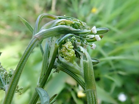 Depressaria pimpinellae