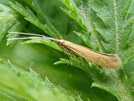 Coleophora lithargyrinella