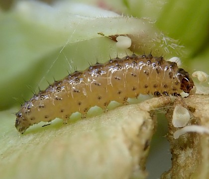 Larva inside shoot of Angelica sylvestris; reared. • Bere Ferrers, Devon • © Phil Barden