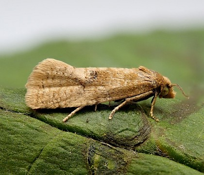 Adult • Tamar Estuary, Devon • © Phil Barden