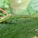 Larva on Rubus leaf • Bere Ferrers, Devon • © Phil Barden