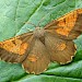 Adult, f. corylaria • Bere Ferrers, Devon • © Phil Barden