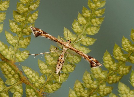 Goldenrod Plume Platyptilia calodactyla