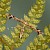  Goldenrod Plume Platyptilia calodactyla 