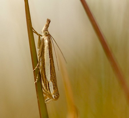 Crambus silvella