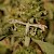  Horehound Plume Wheeleria spilodactylus 