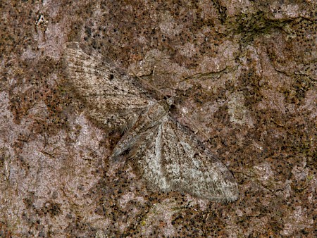 Campanula Pug Eupithecia denotata