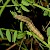  Scarce Blackneck Lygephila craccae 