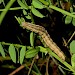 Larva • Greenaleigh Point, Somerset • © Will Langdon